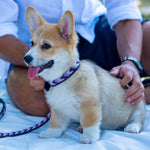 Charger l'image dans la galerie, Collier Lilac