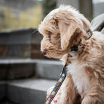 Charger l'image dans la galerie, Laisse Golden