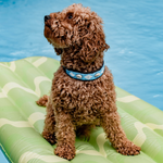 Charger l'image dans la galerie, Collier Blue Shell