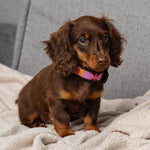 Load image into Gallery viewer, Vini Collar