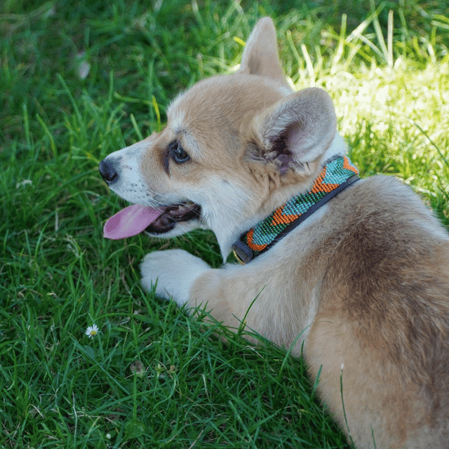 Jane — Collier Chien - Clémentine
