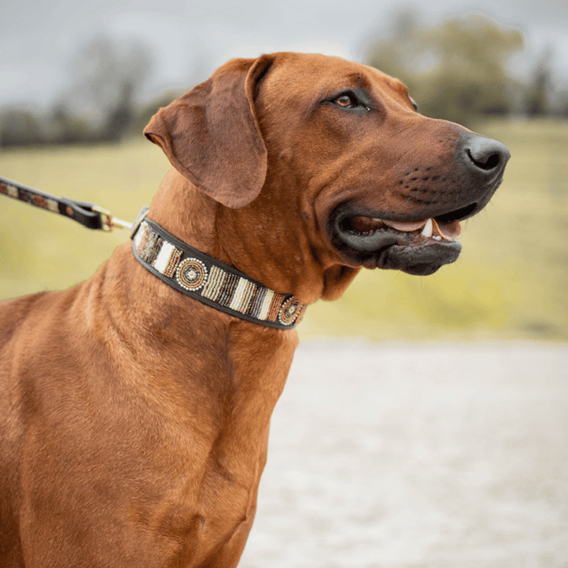 Winston — Collier Chien - Golden