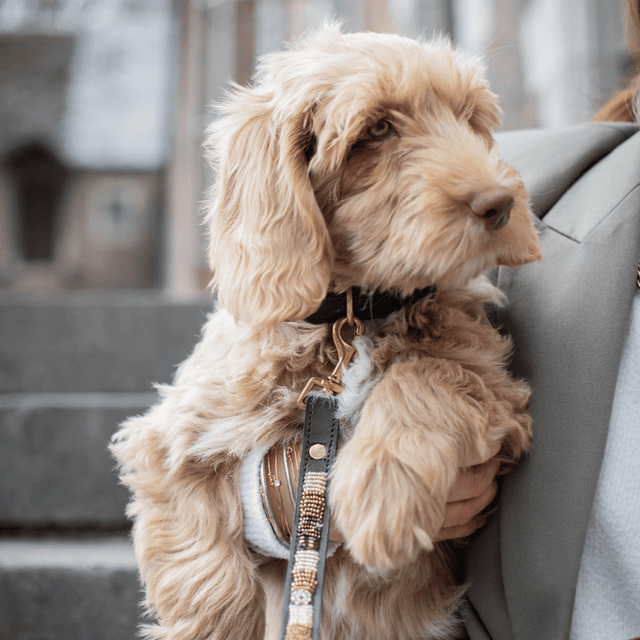 Dune — Collier Chien - Golden