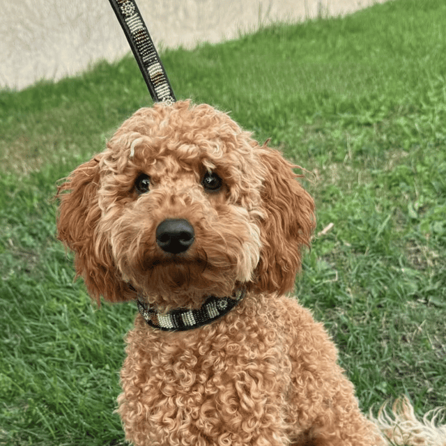 Ginger — Collier Chien - Golden