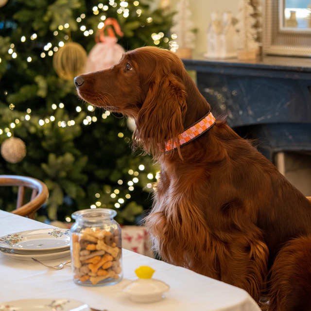 Jane — Collier Chien - Madelaine