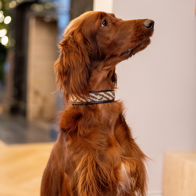 Jane — Collier Chien - Sahara