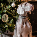 Charger l'image dans la galerie, Laisse Zenya