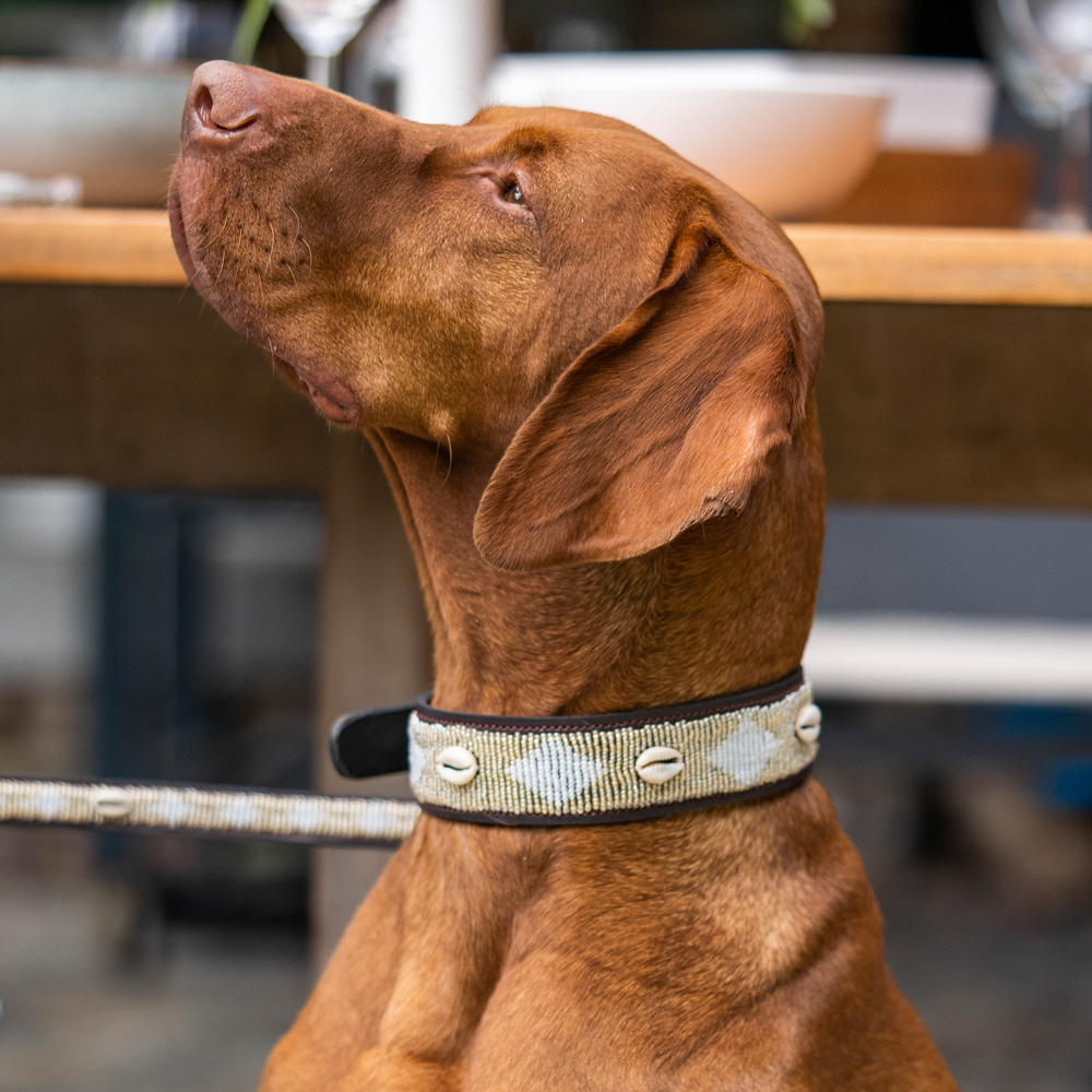 Collier pour chien en perles et cuir Gigi Golden Shell