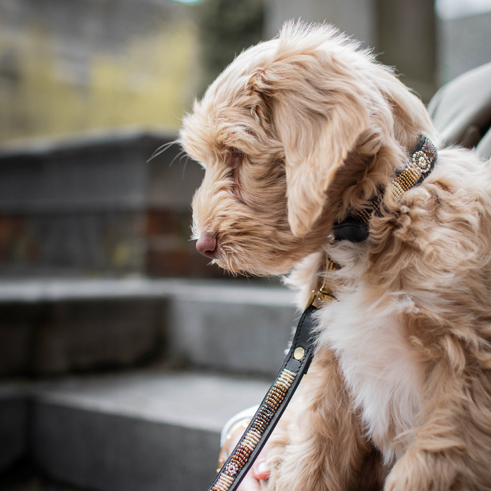Laisse pour chien en perles et cuir Gigi Golden