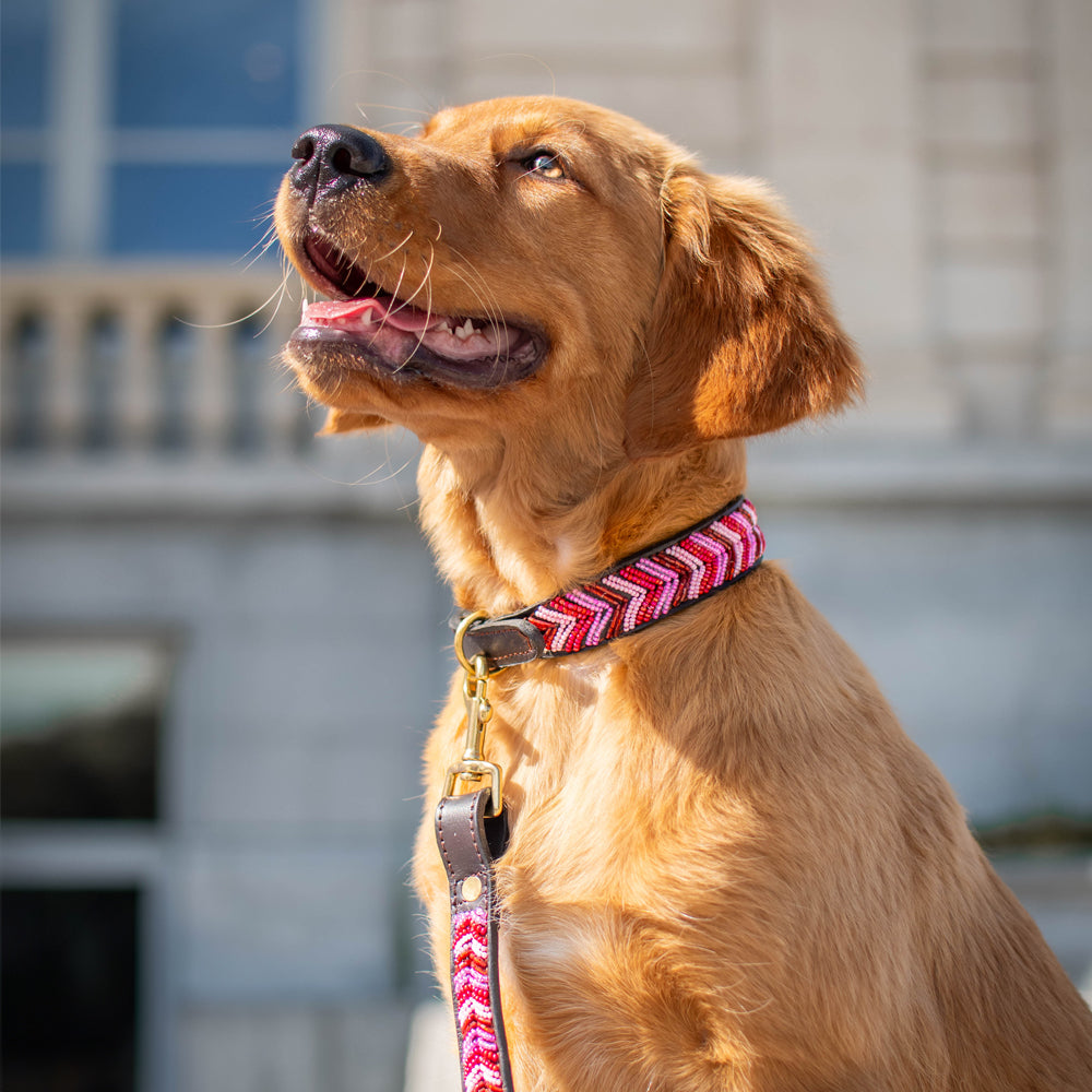 Collier pour chien en perles et cuir Gigi Themba