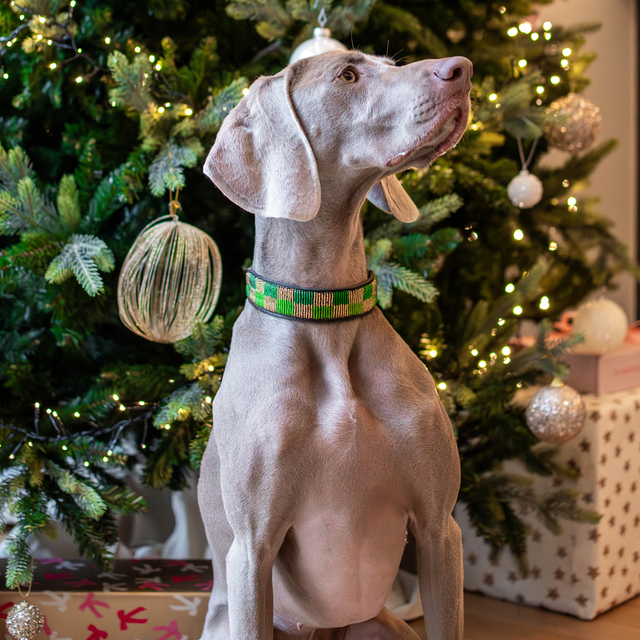 Archie — Collier Chien - Olive