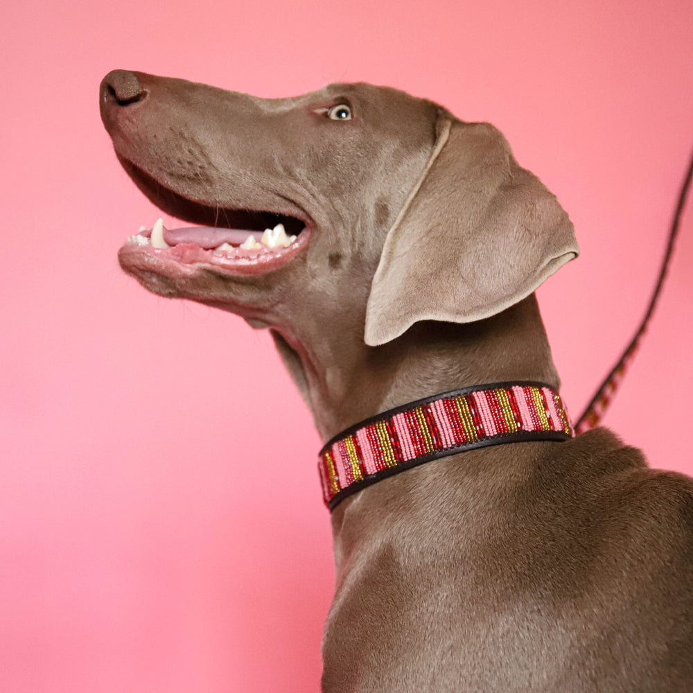 Collier pour chien en perles et cuir Gigi Valhia