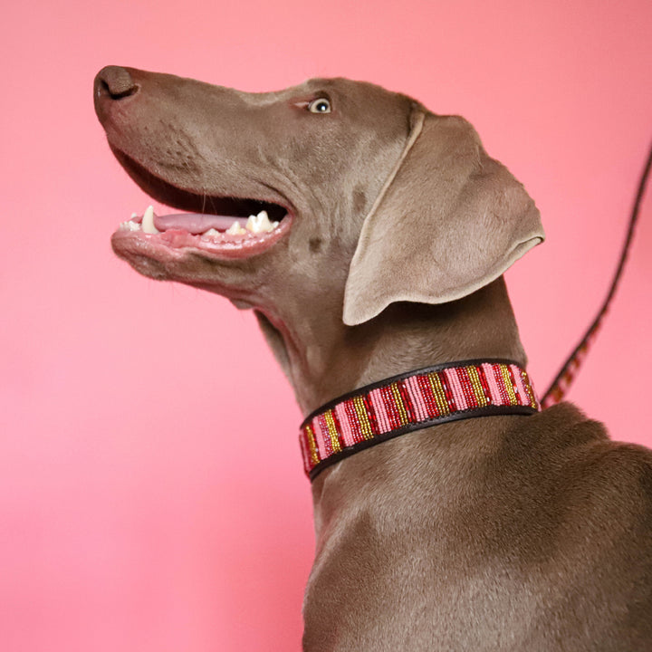 Collier pour chien en perles et cuir Gigi Valhia