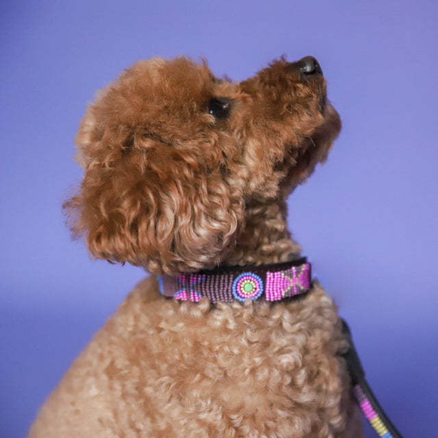 Olga — Collier Chien - Olga