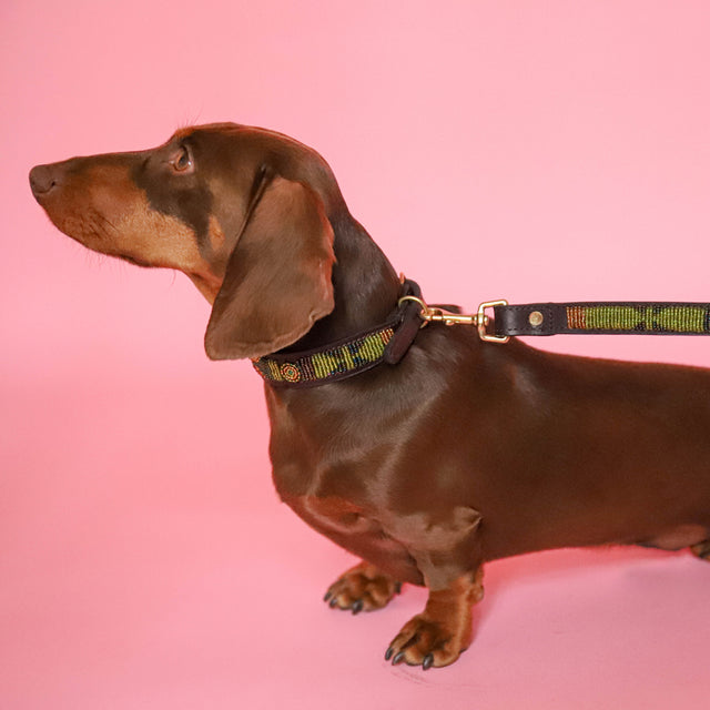 Rudy — Collier Chien - Rudy