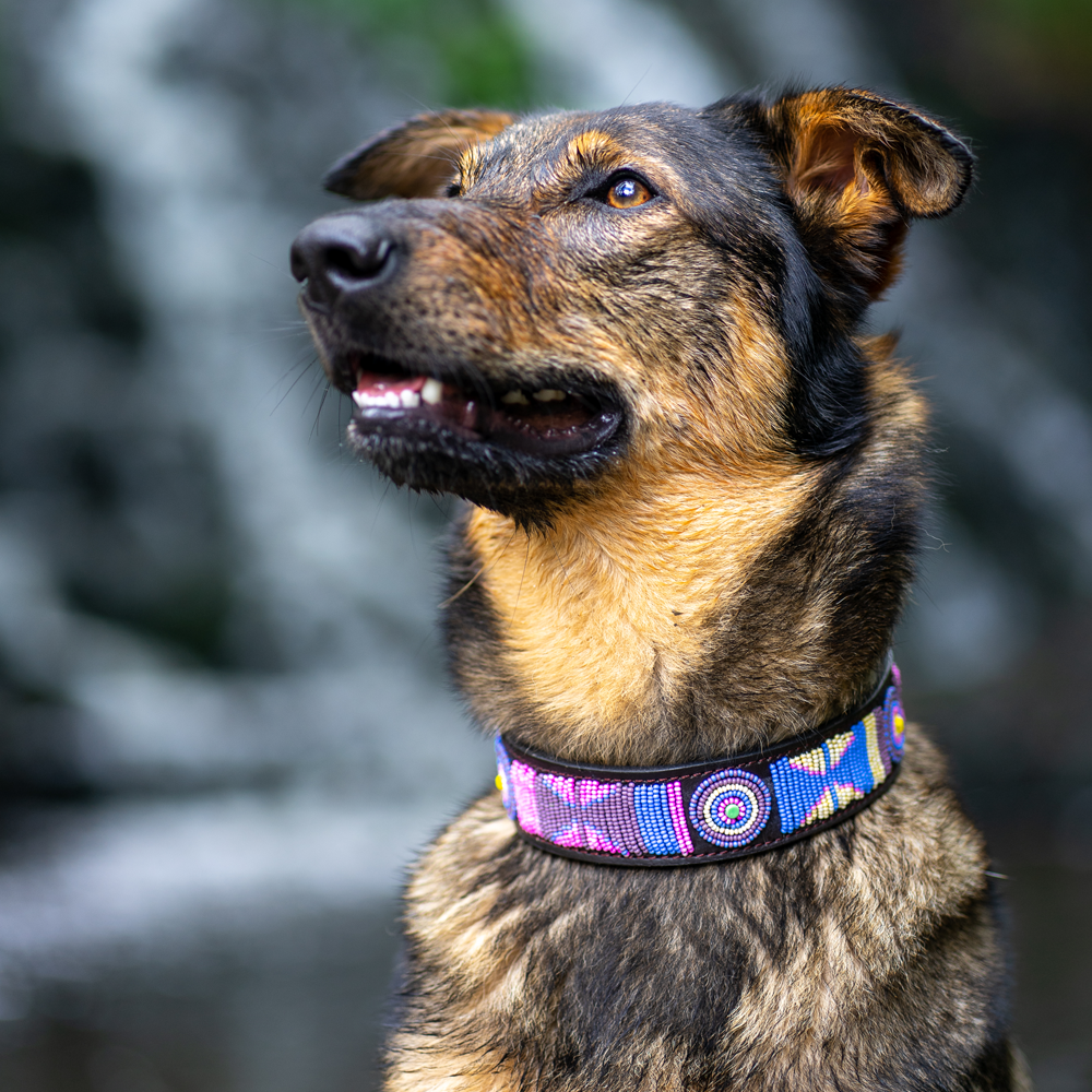 Collier pour chien en perles et cuir Gigi Olga