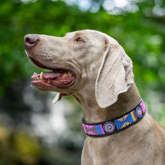 James — Collier Chien - Olga