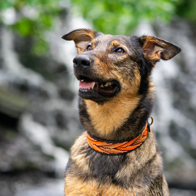 Zoulou — Collier Chien - Katniss