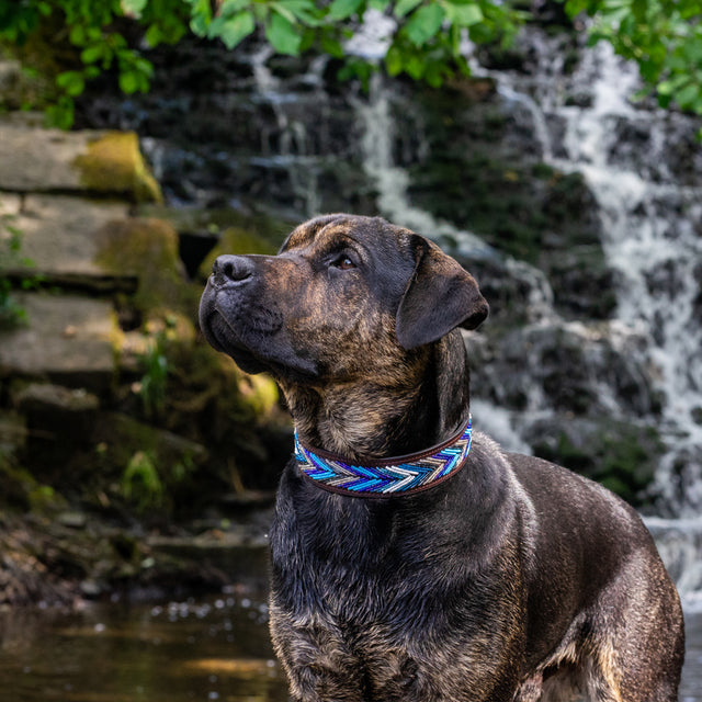 Jack — Dog Collar - Dito