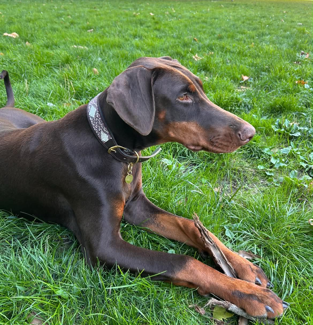 Collier Chien - Violette